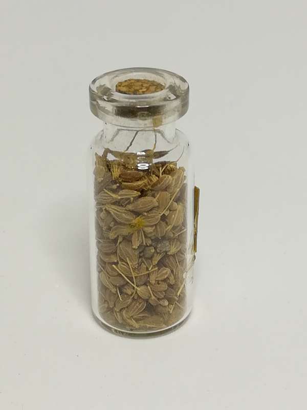 Miniature Bottle Aniseed (Miniature, suitable for printer's tray)