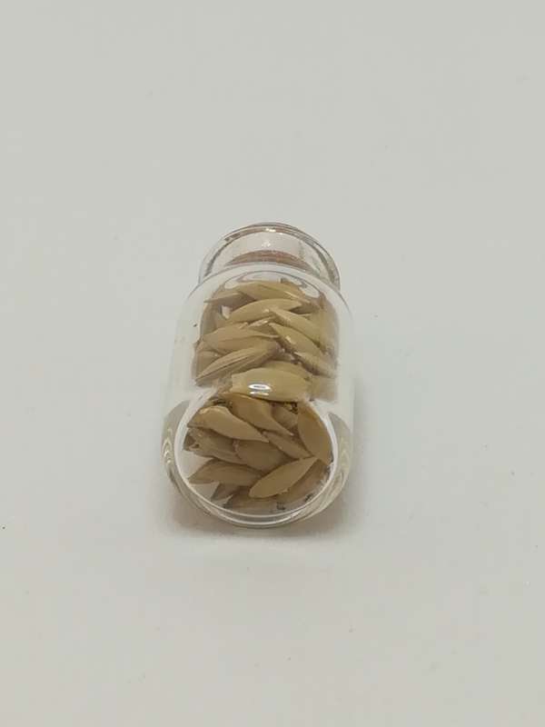 Miniature Glass Bottle Seeds (Miniature, suitable for printer's tray)