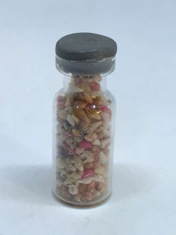 Miniature Shells in Jar - Tiny (Miniature, suitable for printer's tray)