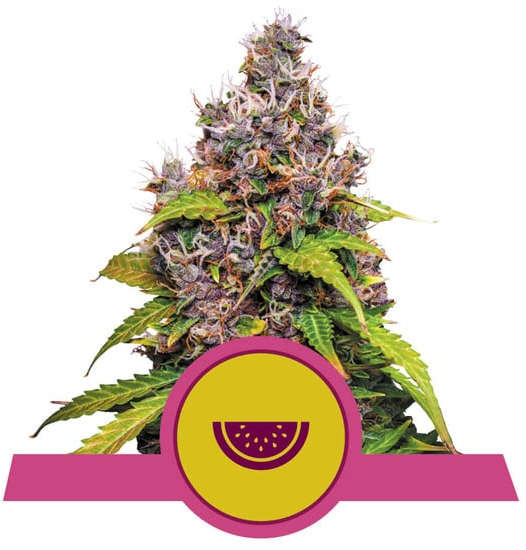 Royal Queen Seeds - Watermelon - Cannabis Breeders Pack - Feminized Cannabis Seeds