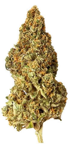 Royal Queen Seeds - Watermelon - Cannabis Breeders Pack - Feminized Cannabis Seeds
