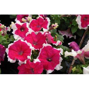 Petunia Limbo Gp Rose - 10 seeds