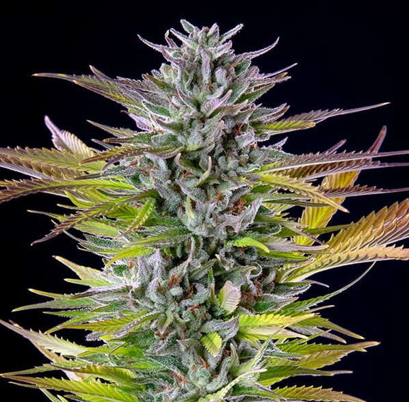 Royal Queen Seeds - Watermelon - Cannabis Breeders Pack - Feminized Cannabis Seeds