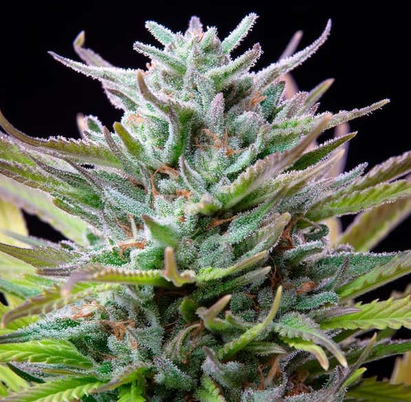 Royal Queen Seeds - Watermelon - Cannabis Breeders Pack - Feminized Cannabis Seeds
