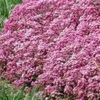 Alyssum Easter Bonnet Deep Pink - 10 seeds