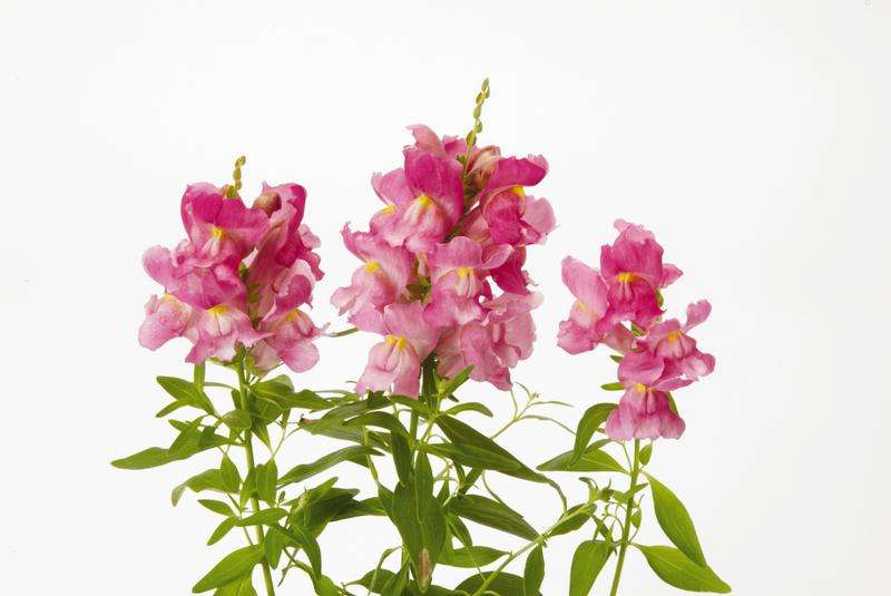 Antirrhinum Snapshot Pink - 10 seeds