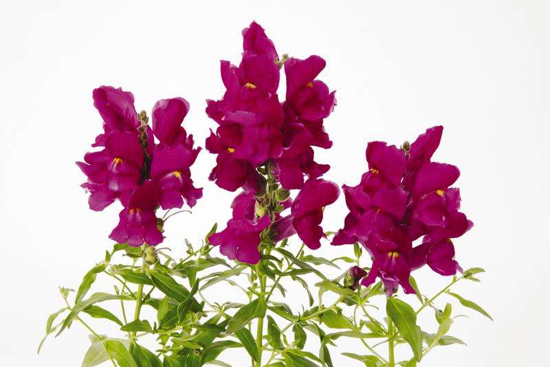 Antirrhinum Snapshot Purple - 10 seeds
