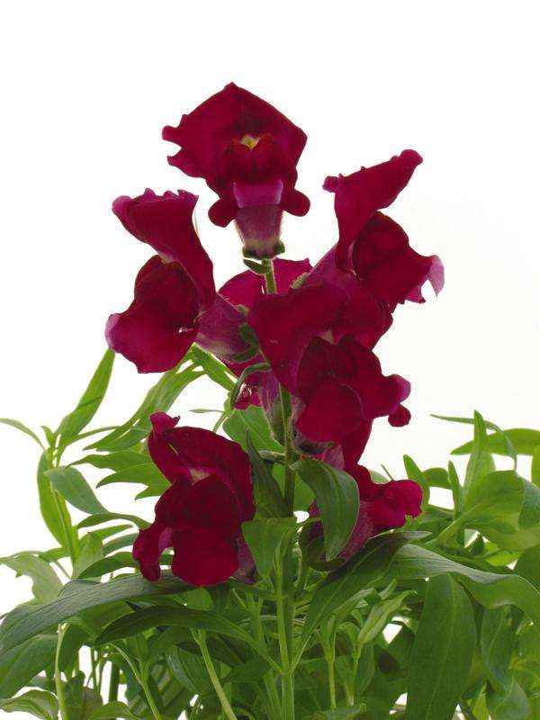 Antirrhinum Snapshot Red- 10 seeds