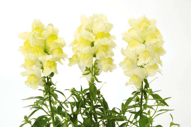 Antirrhinum Snapshot Yellow- 10 seeds