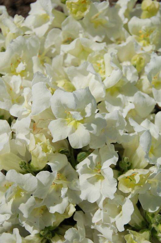 Antirrhinum Twinny White -  10 seeds