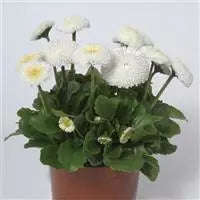 Bellis Bellisima White - English Daily - 10 seeds