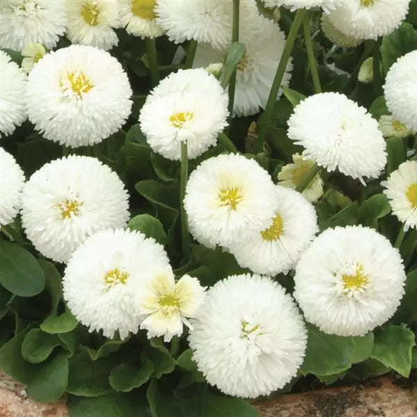 Bellis Bellisima White - English Daily - 10 seeds