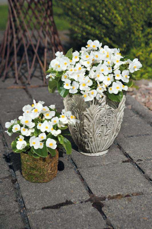Begonia Sprint Plus White - 10 seeds