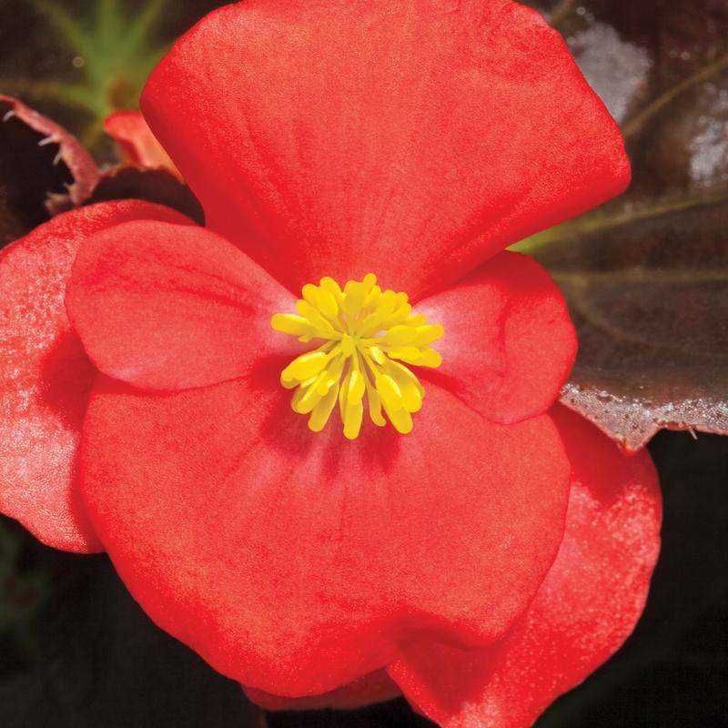 Begonia Rl Eris Scarlet - 10 seeds