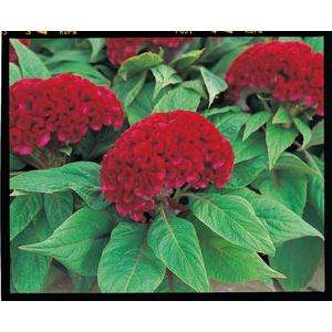 Celosia Armor Red - 10 seeds