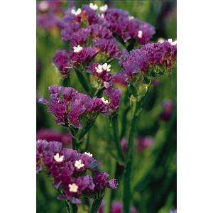 Statice Qis Dark Blue - 10 seeds