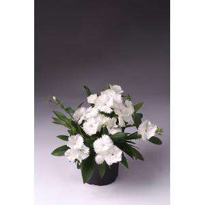 Dianthus Chiba White - 10 seeds