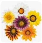 Gazania Zany Mix - 5 seeds