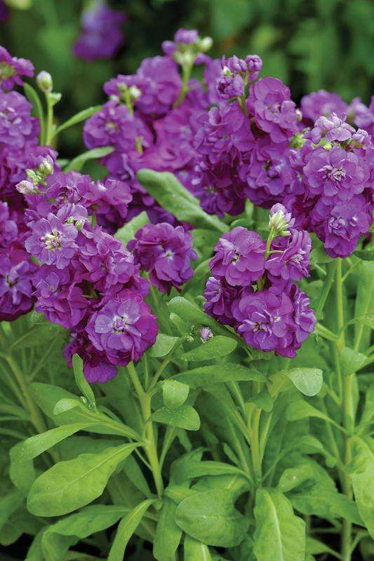 Stocks Hot Cakes Purple - 10 Seeds