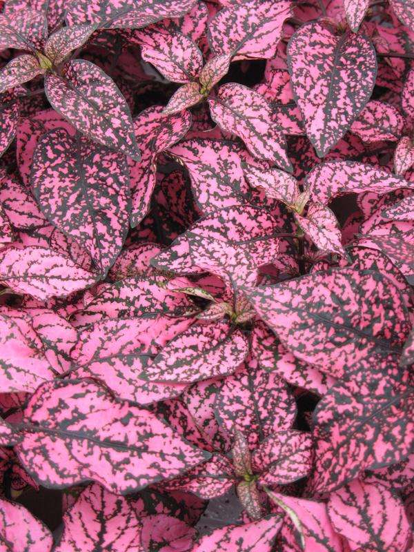 Hypoestes Confetti Compact Rose - Evergreen Perrenial Shrub - 10 Seeds