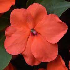 Impatiens Imara Salmon - 10 seeds