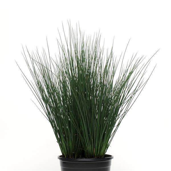 Juncus Blue Dart - 5 seeds