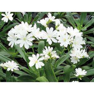 Lewisia Elise Ruby White - 5 seeds