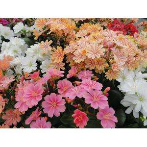 Lewisia Elise Mix - 5 seeds