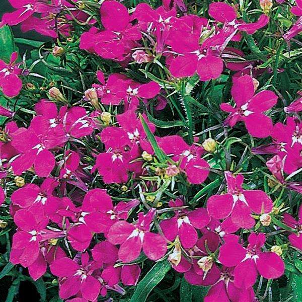 Lobelia Riviera Rose - 200 seeds