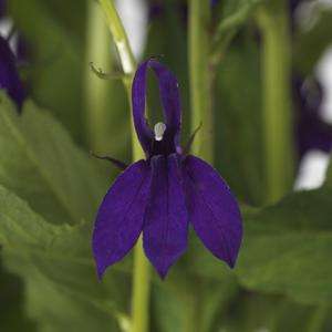 Lobelia Starship F1 Blue- 5 seeds