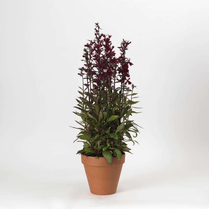 Lobelia Starship F1 Burgundy - 5 seeds