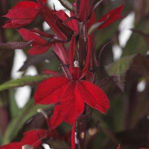 Lobelia Starship F1 Scarlet Bronze Leaf - 5 seeds
