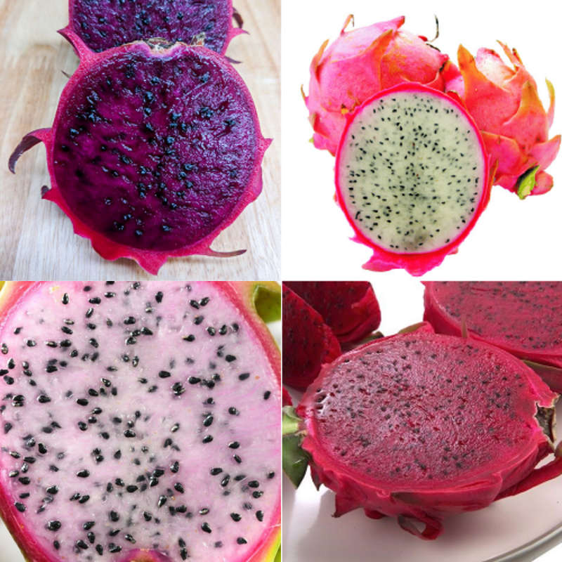 Dragon Fruit Package - White Flesh - Red Skin, Red Flesh, Purple Skin & White Flesh Pitaya - 40 S...