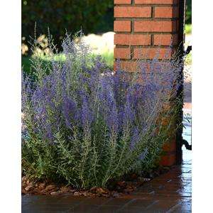 Perovskia Blue Steel - Russian Sage - 5 seeds