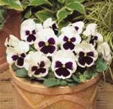 Pansy Punch Blotch White - 10 seeds