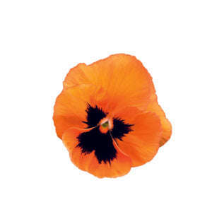 Pansy Prima Punch Plus Orange Blotch - 10 seeds
