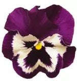 Pansy Prima Punch Purple And White - 10 seeds