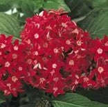 Pentas Butterfly Red - 5 seeds