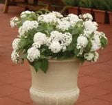 Pentas Butterfly White - 5 seeds