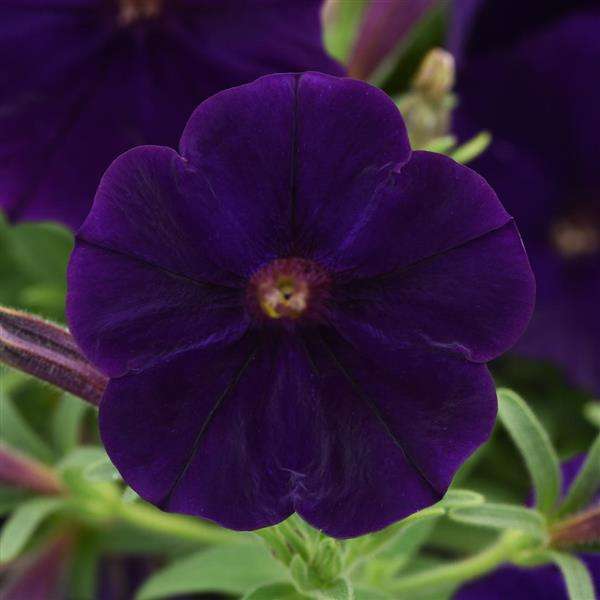 Petunia Carpet Blue - 10 seeds