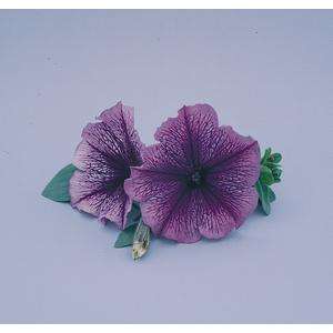 Petunia Carpet Blue Lace - 10 seeds