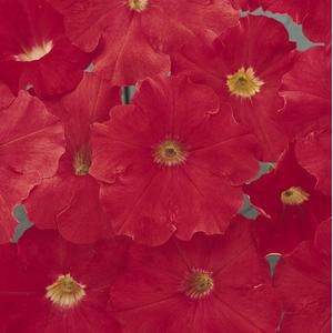 Petunia Carpet Bright Red - 10 seeds