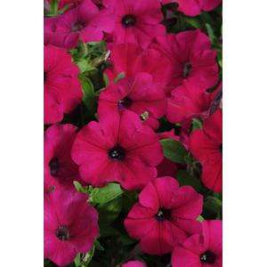 Petunia Carpet Velvet - 10 seeds