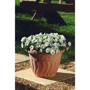 Petunia Carpet White - 10 seeds