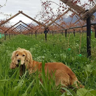Summer Cover Crop Mix - Revitalize your Soil