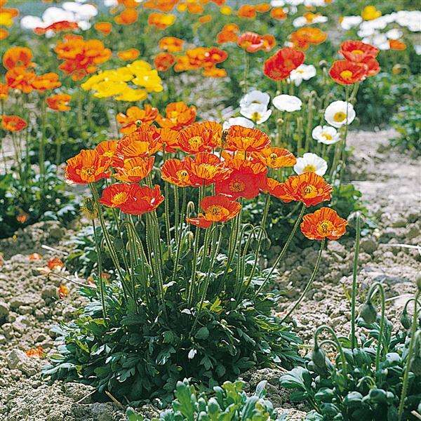 Poppy Garden Gnome - Papaver Nudicale - 10 seeds