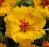 Portulaca Happy Hours Banana - 10 seeds