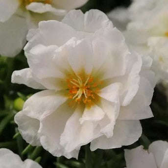 Portulaca Happy Hours Coconut - 10 seeds