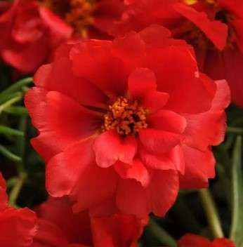 Portulaca Happy Hours Deep Red - 10 seeds