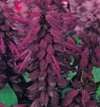 Salvia Vista Purple - 10 seeds